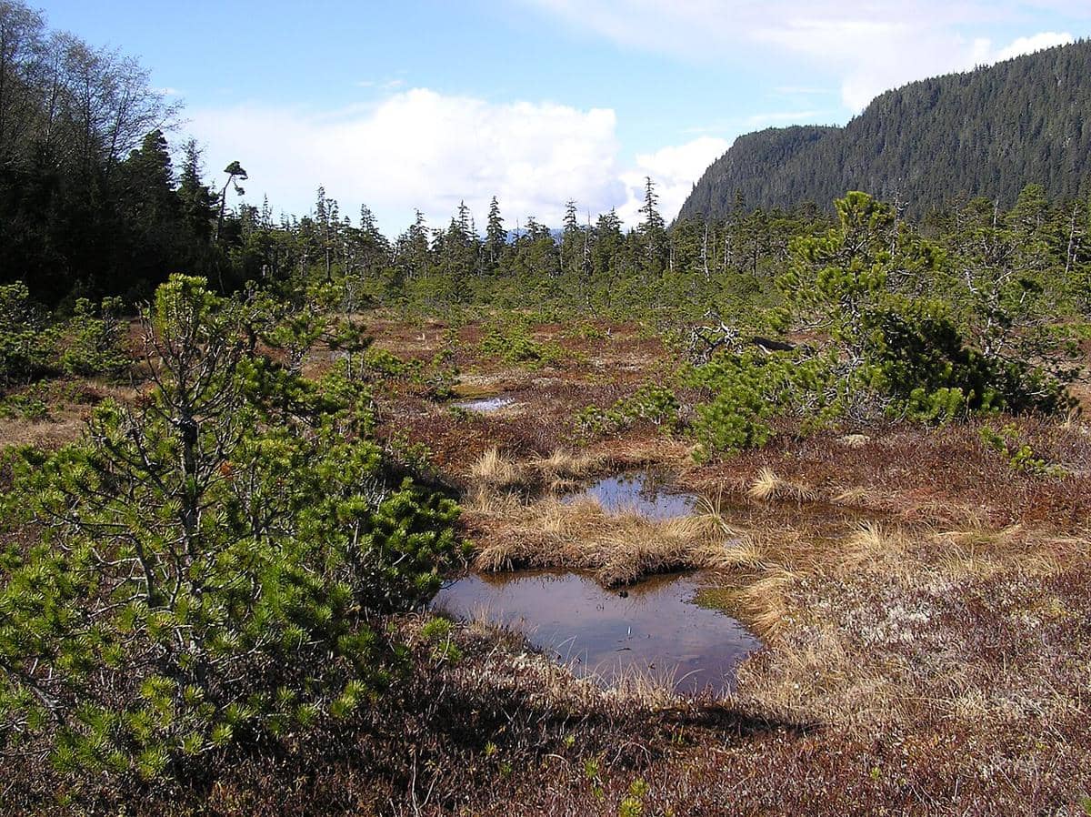 Hutan Hujan Tongass Alaska