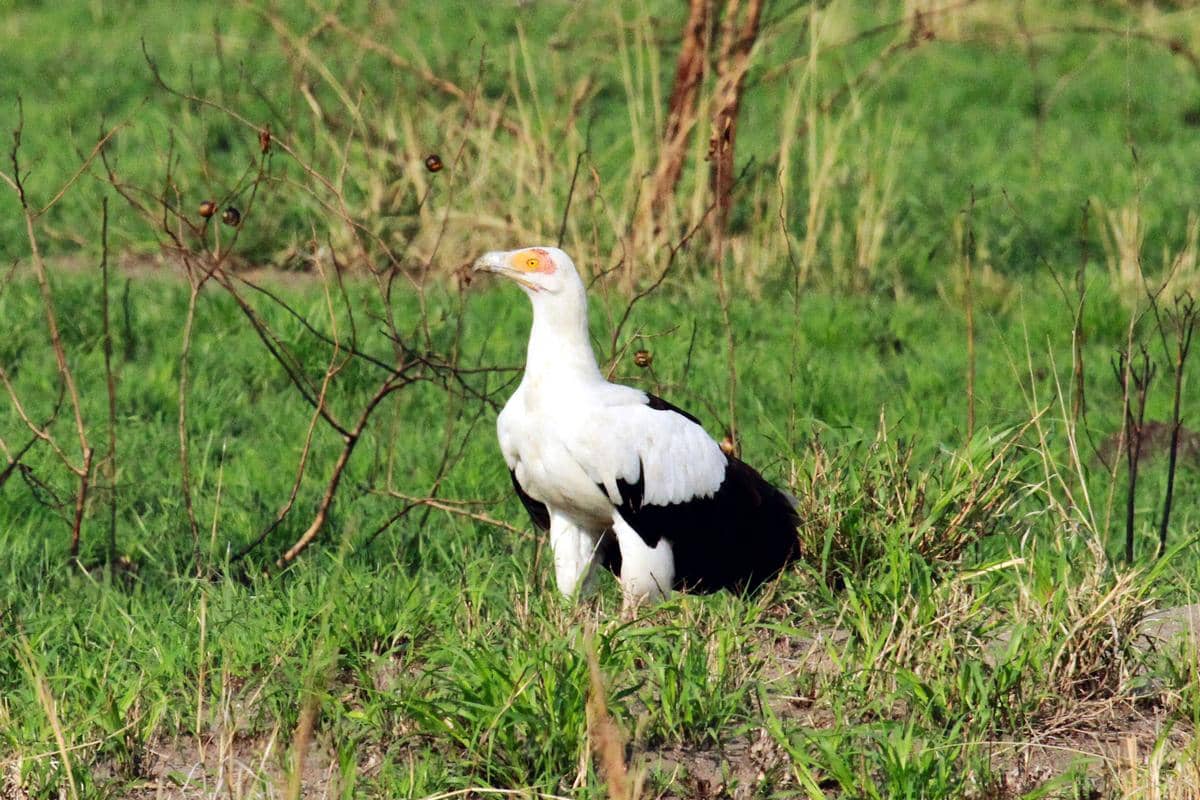 5 Fakta Hering Kelapa Sawit, Spesies Tunggal Pemakan Tumbuhan