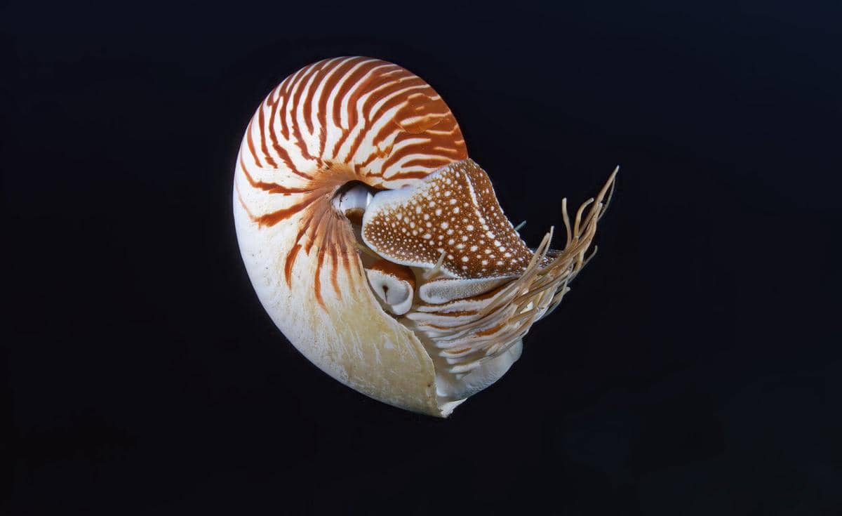 ilustrasi nautilus