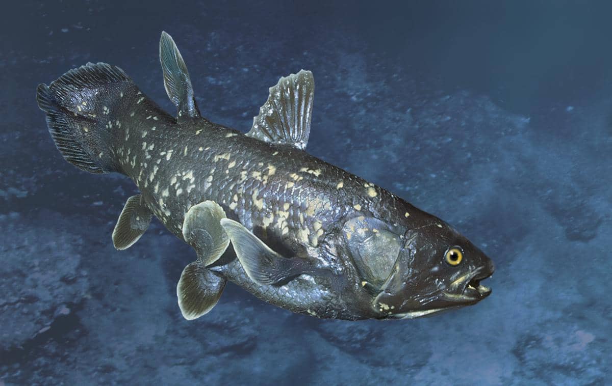 ilustrasi coelacanth