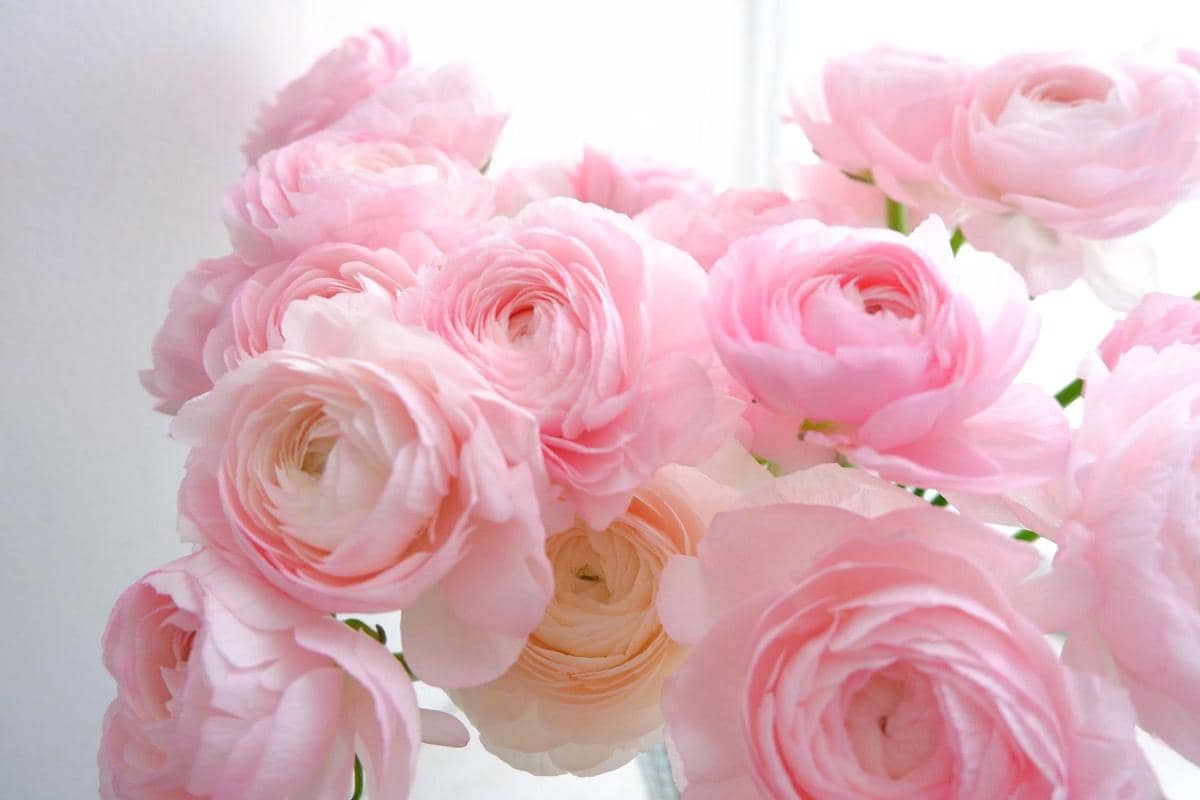 ilustrasi ranunculus