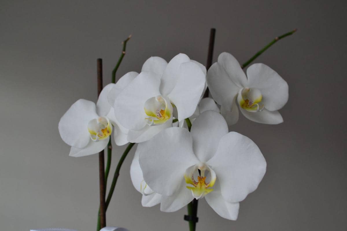 ilustrasi Phalaenopsis