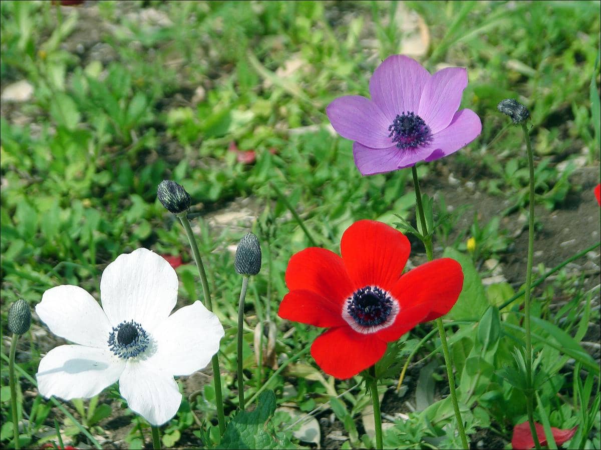ilustrasi anemone