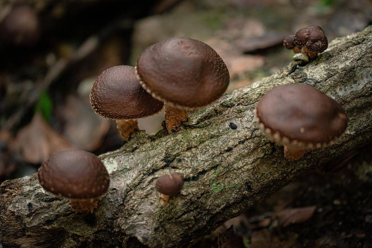 ilustrasi jamur shiitake