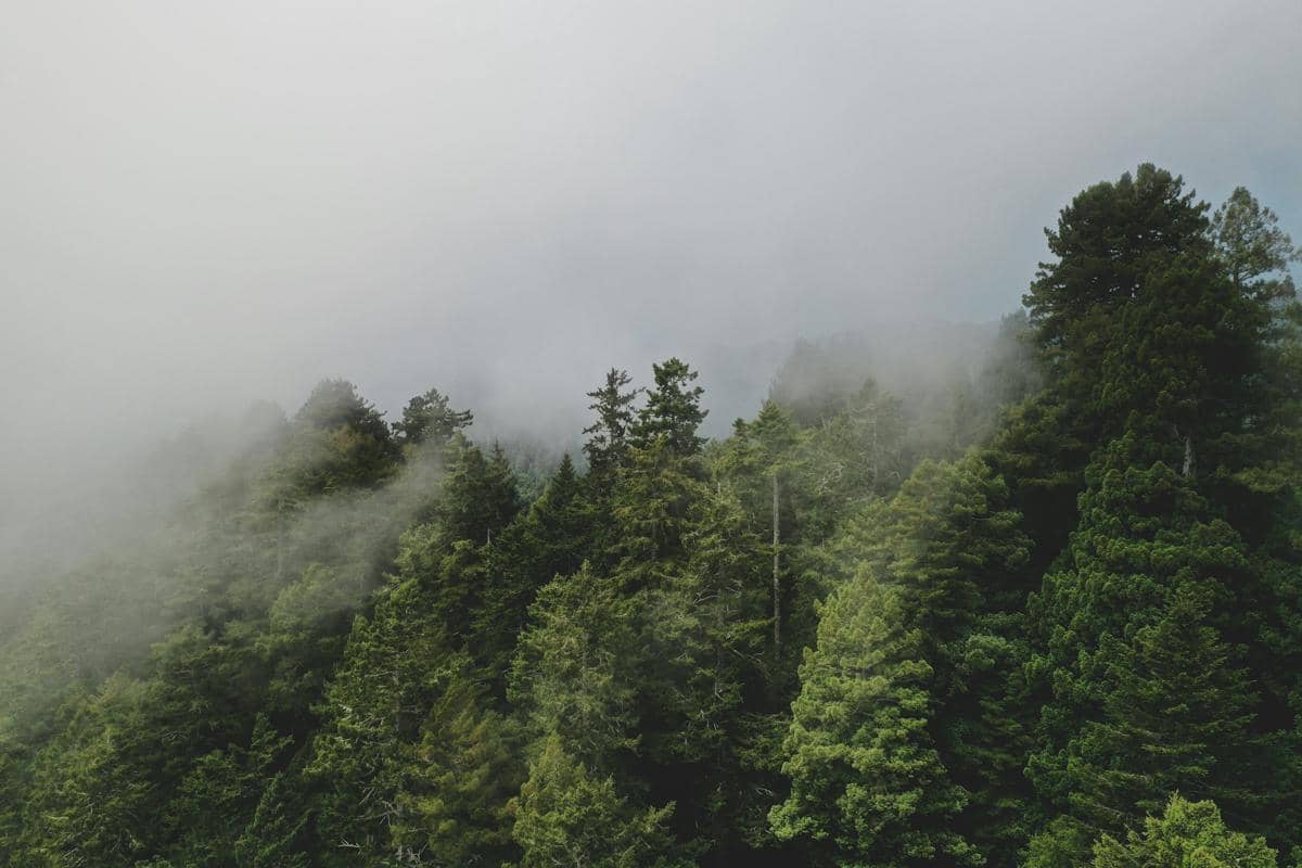 Kabut di atas hutan redwood