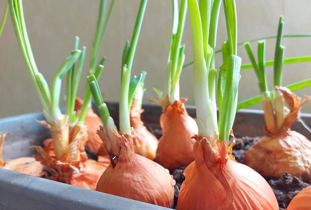 5 Jenis Bawang yang Sering Dipakai Memasak, Penyedap Rasa Alami