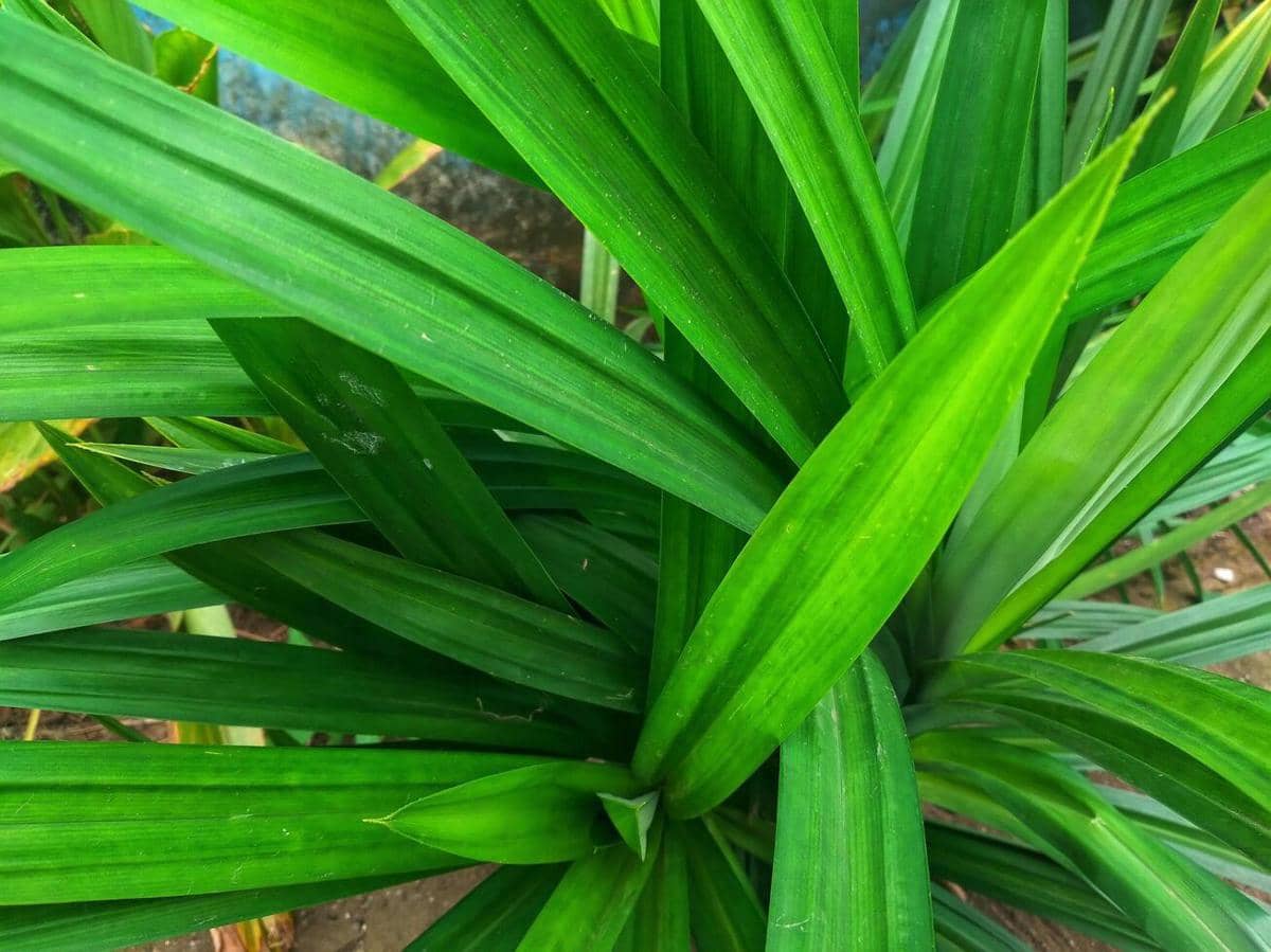 ilustrasi daun pandan