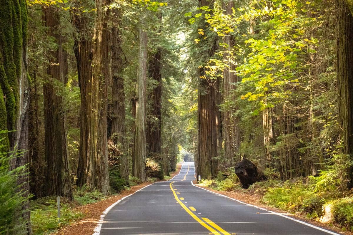 5 Fakta Redwood Amerika, Pohon Raksasa yang Usianya Sangat Panjang
