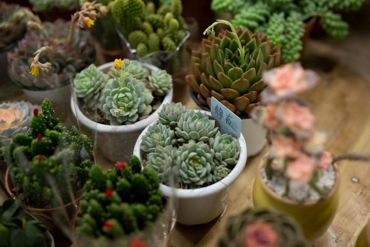 ilustrasi echeveria