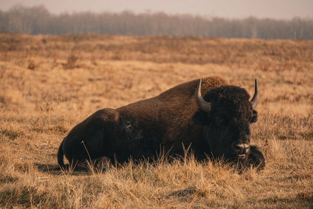 Bison