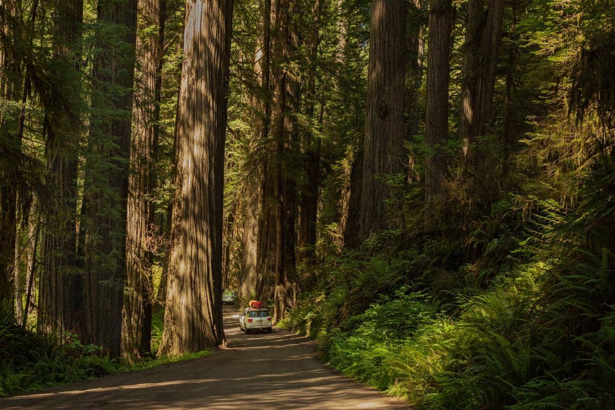 Lantai hutan, pakis, dan pangkal redwood