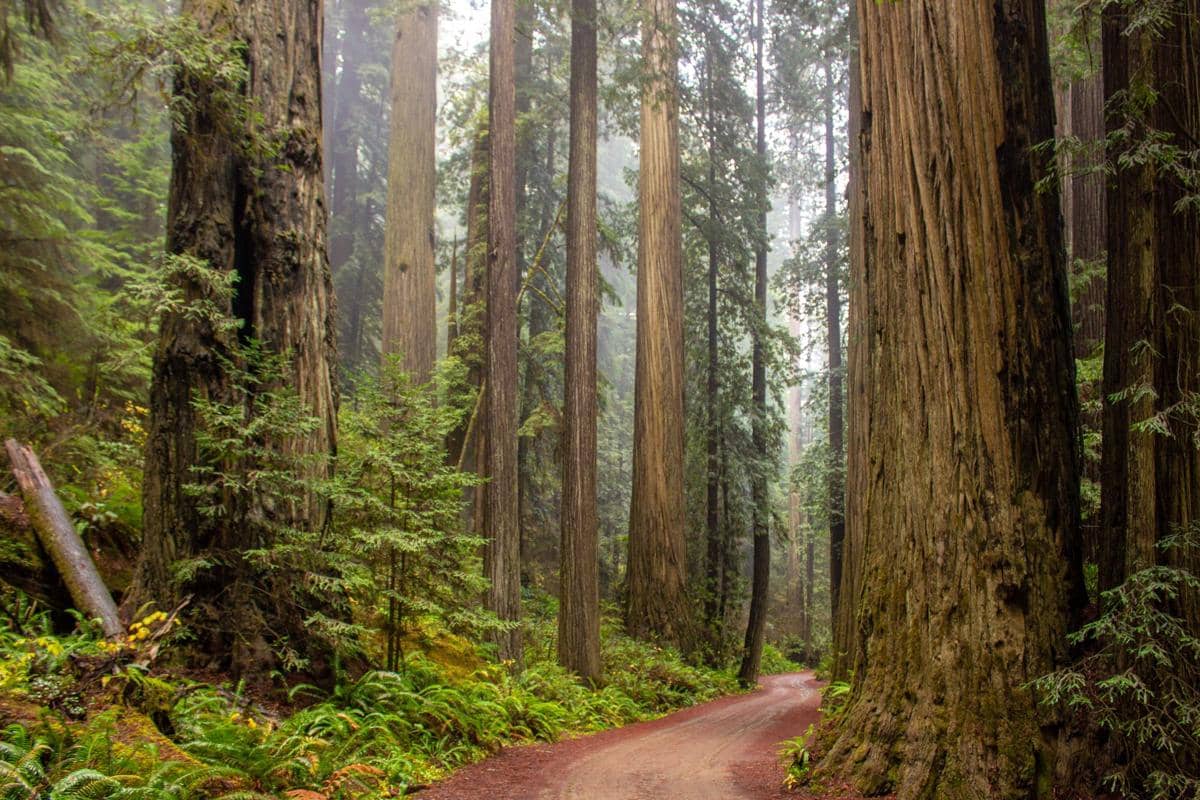 Batang redwood