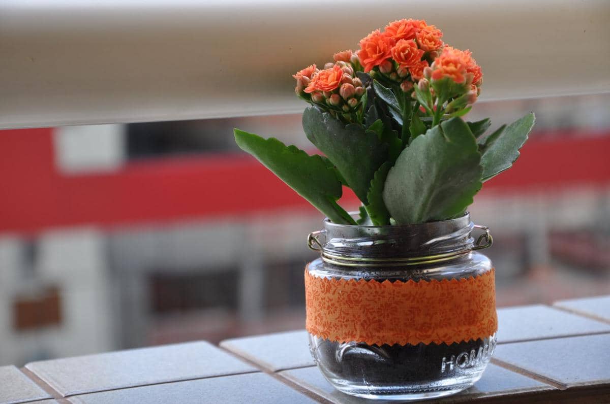 ilustrasi kalanchoe blossfeldiana