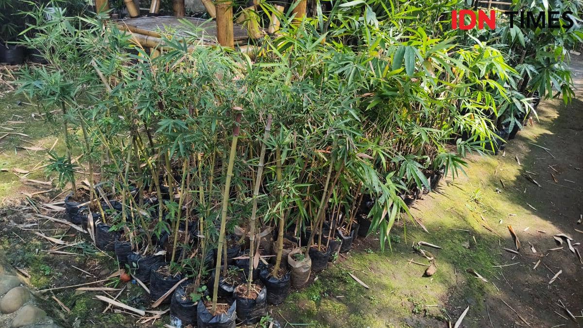 12 Juta Hektare Lahan Kritis, Menteri LH Tantang Tanam Jutaan Bambu