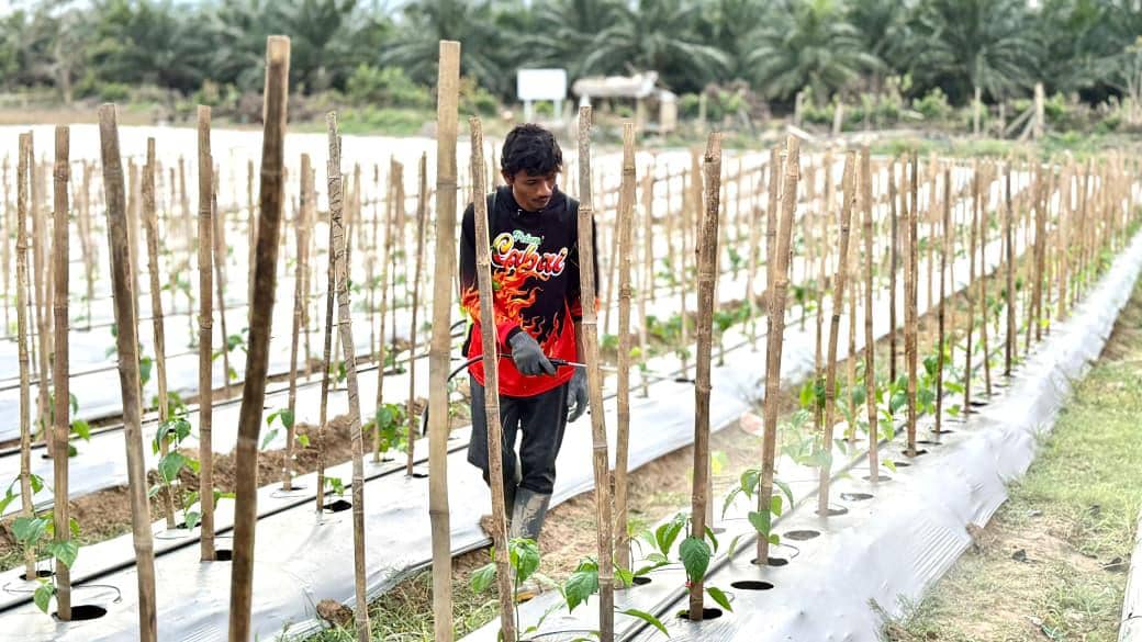 Abdul Rozzaq, Menyemai Asa dengan Bertani Cabai Pasca Bencana