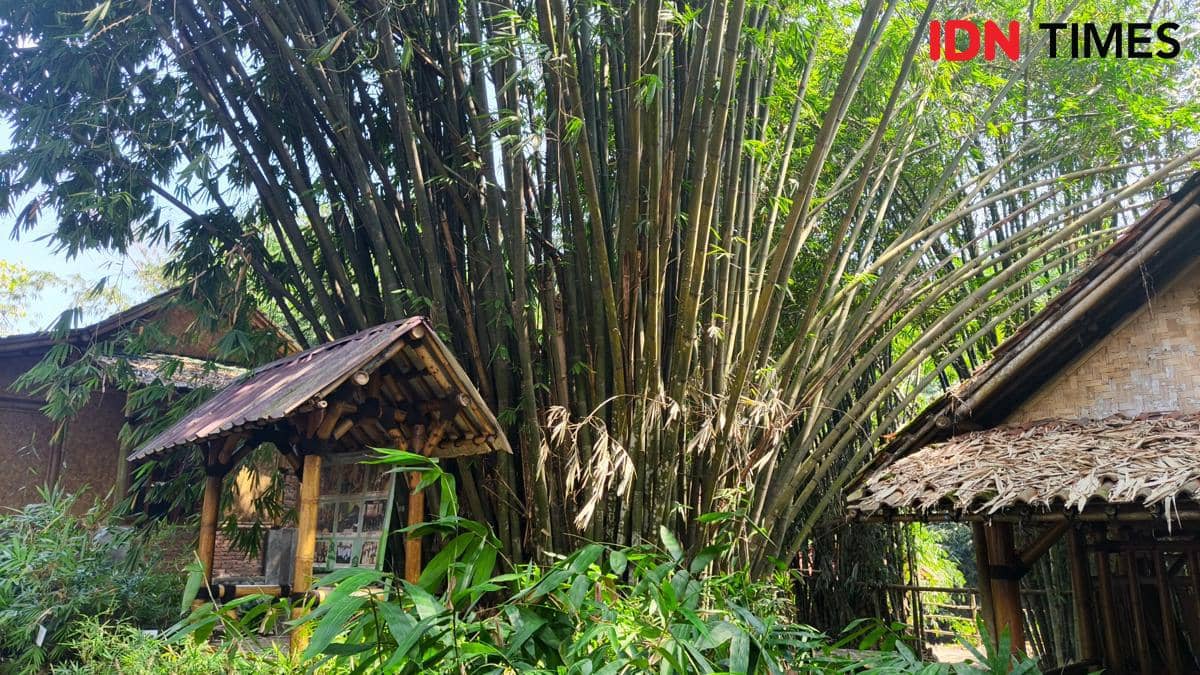 12 Juta Hektare Lahan Kritis, Menteri LH Jumhur Tantang Tanam Jutaan Bambu