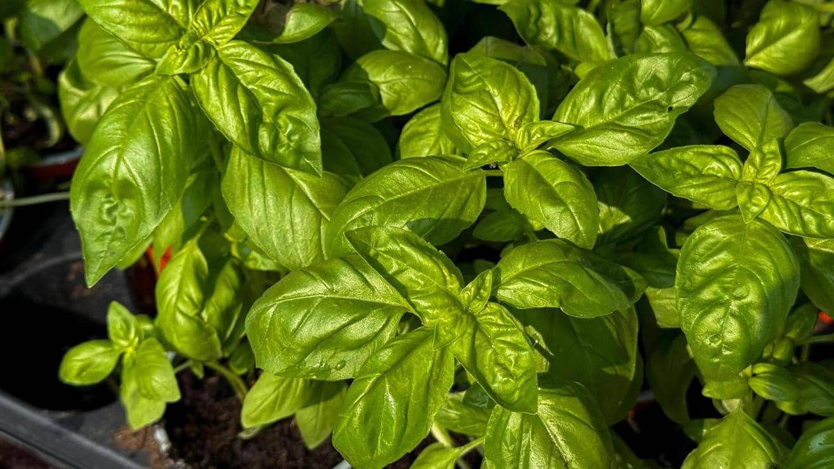 5 Tanaman Daun yang Dipakai untuk Memasak, Bikin Masakan Makin Sedap