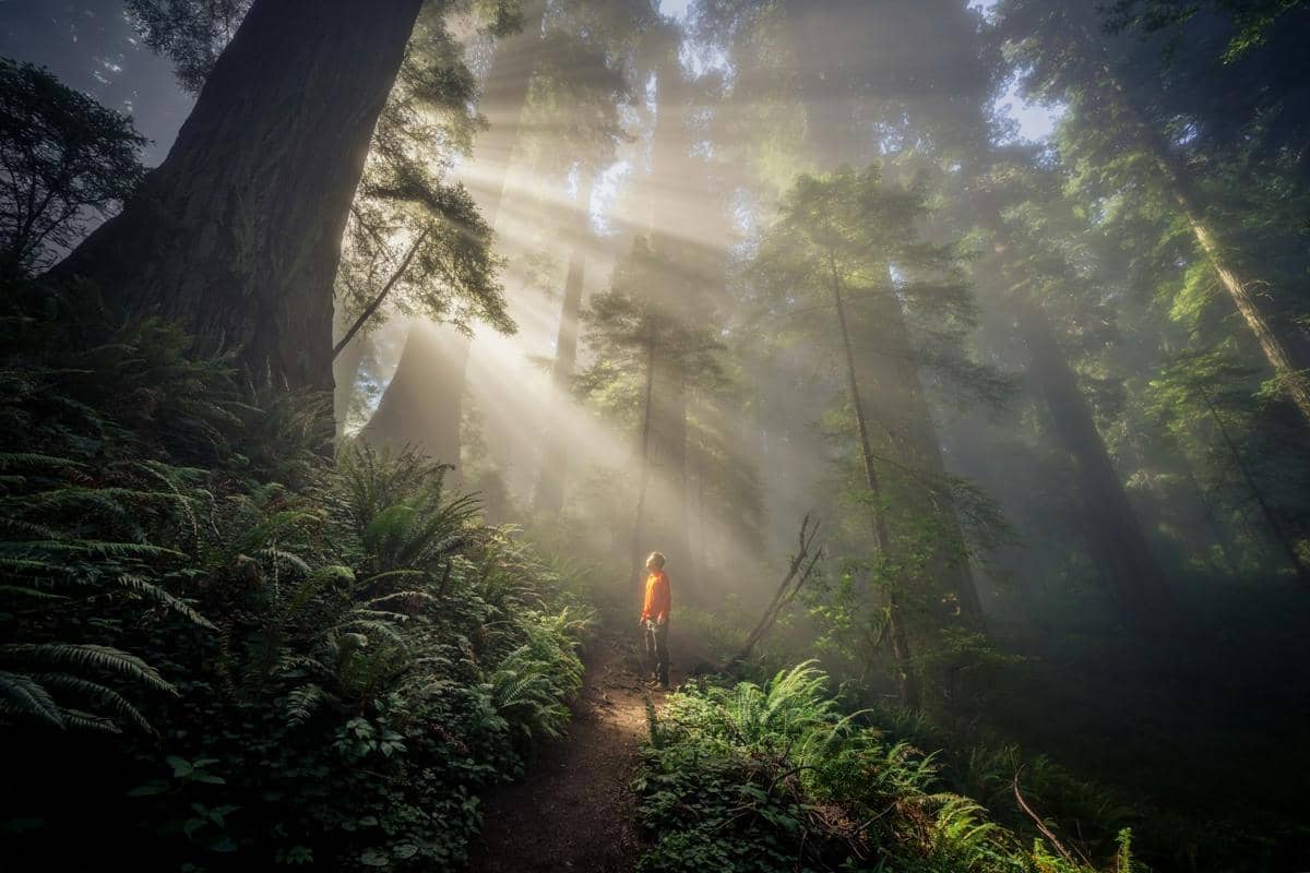 Kabut dan cahaya di hutan redwood