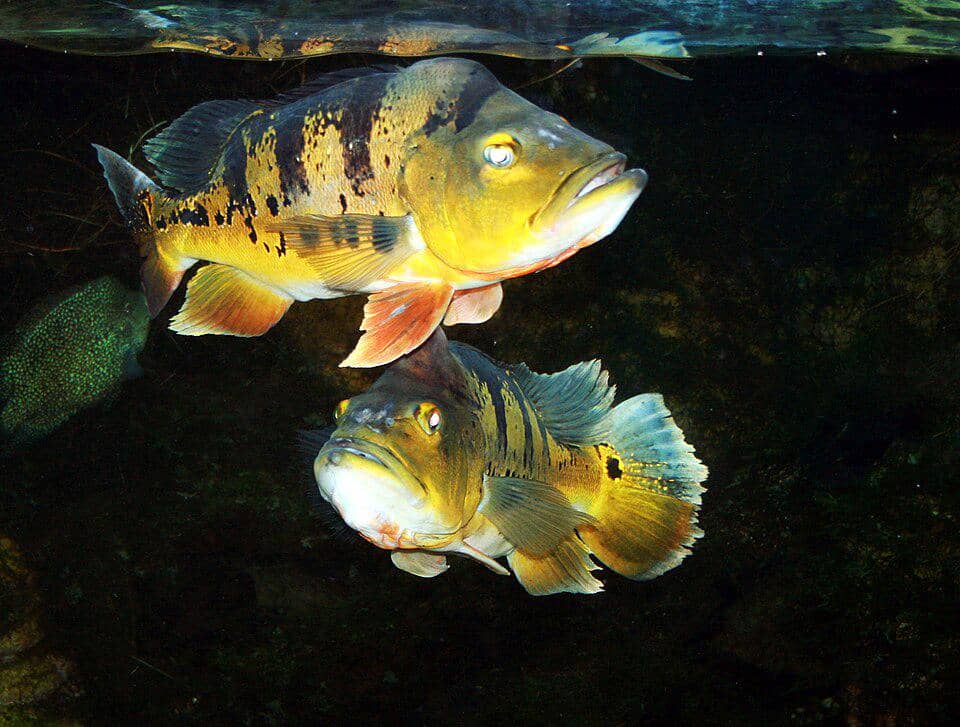 Peacock bass hidup di perairan tawar