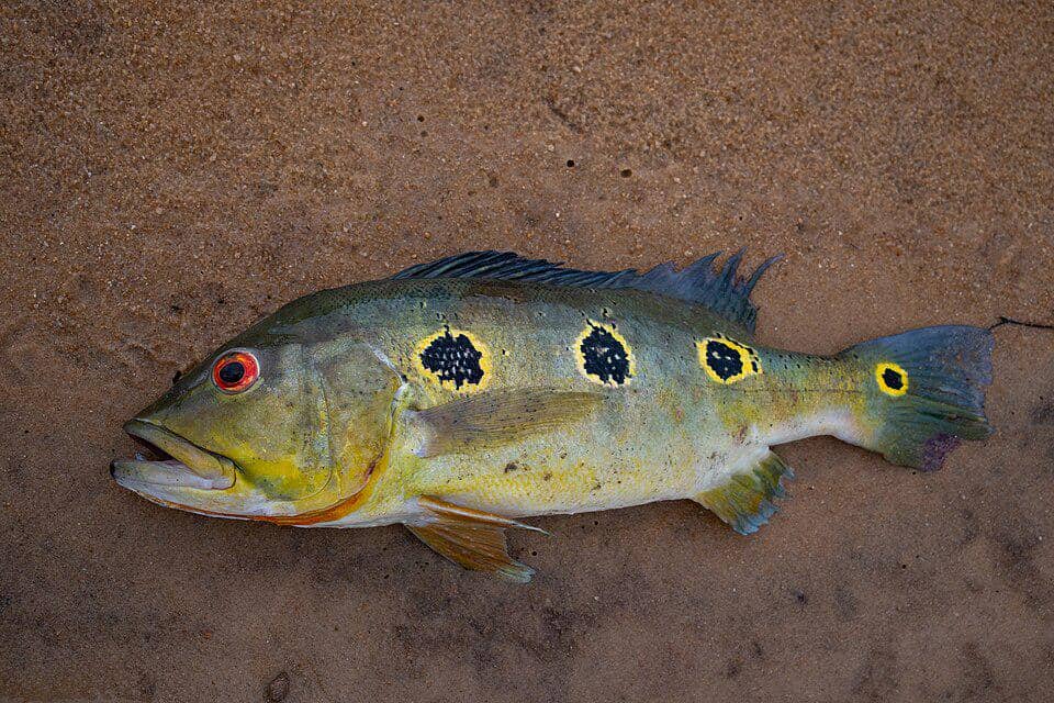 Peacock bass punya bintik pada ekor sebagai mata palsu