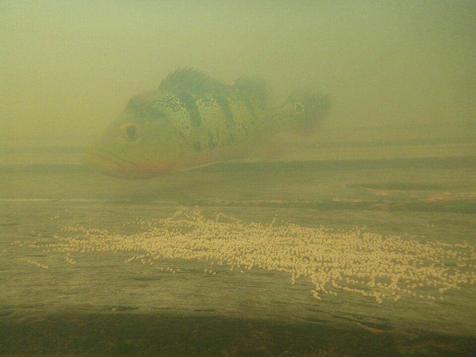 Peacock bass menjaga telur-telurnya