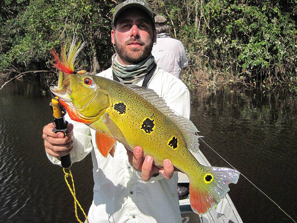 Peacock bass menjadi ikan buruan