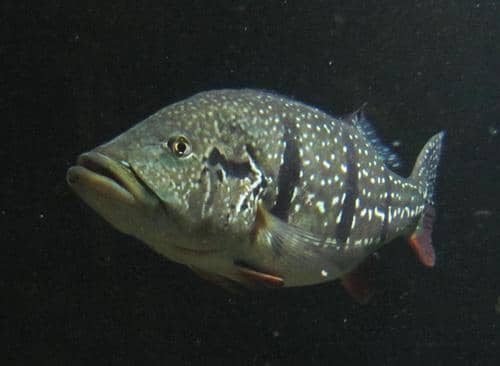 Peacock bass