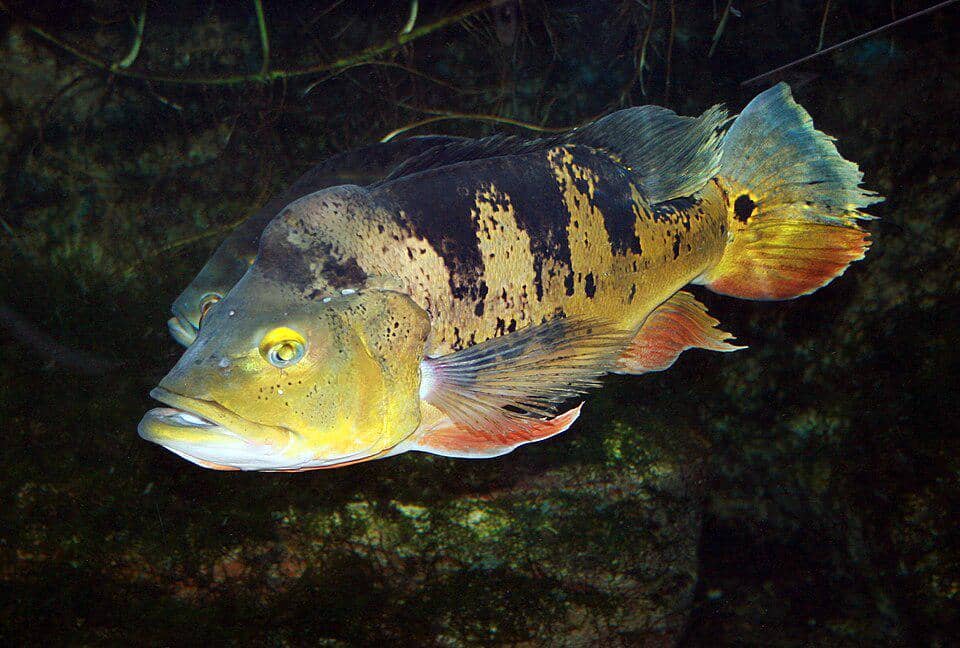 7 Fakta Peacock Bass, Ikan Predator Bermata Palsu di Ekor