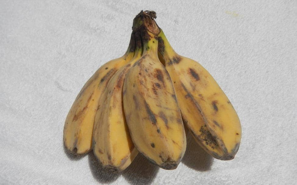 Beberapa buah pisang kepok matang berwarna kuning dengan bintik cokelat terletak di atas permukaan kain putih.