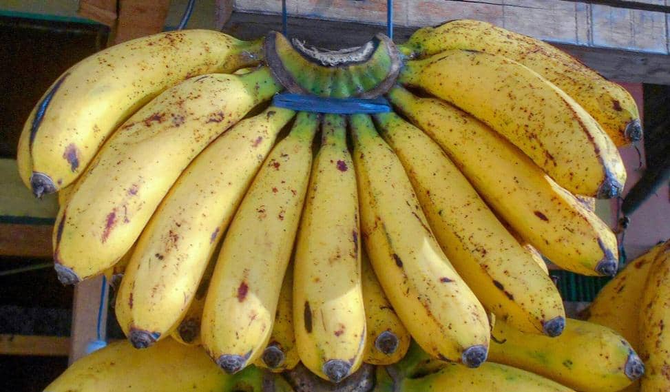Sisir pisang barangan berwarna kuning cerah dengan bintik cokelat tergantung di tempat penjualan buah.