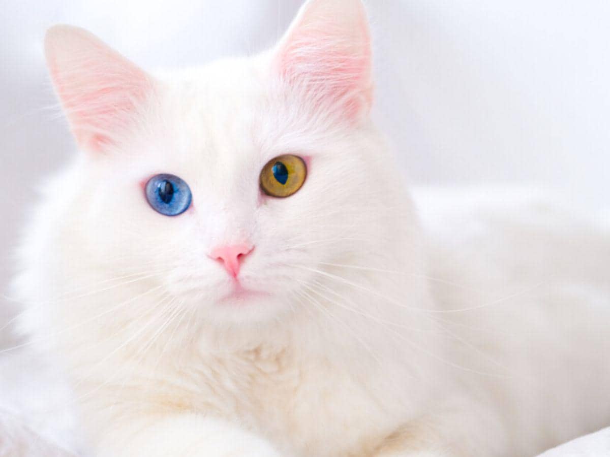ilustrasi heterochromia pada kucing