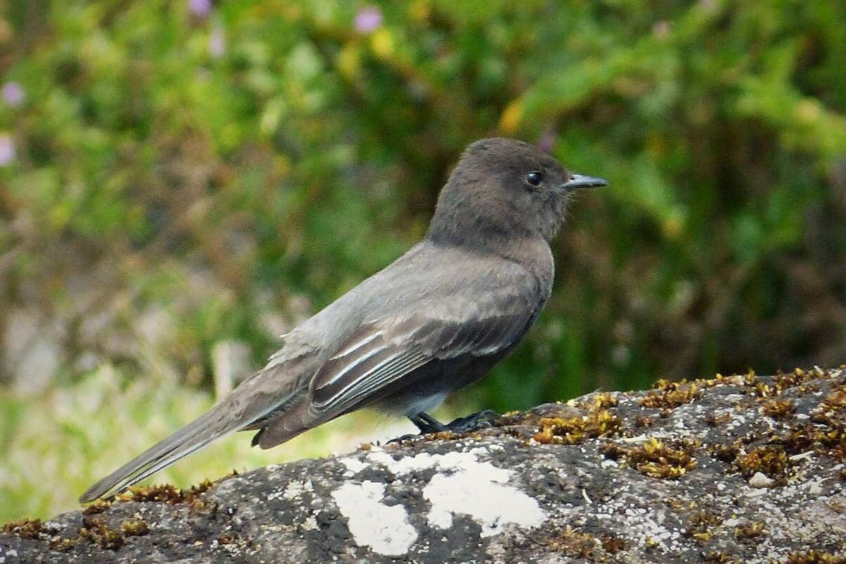 Black Phoebe