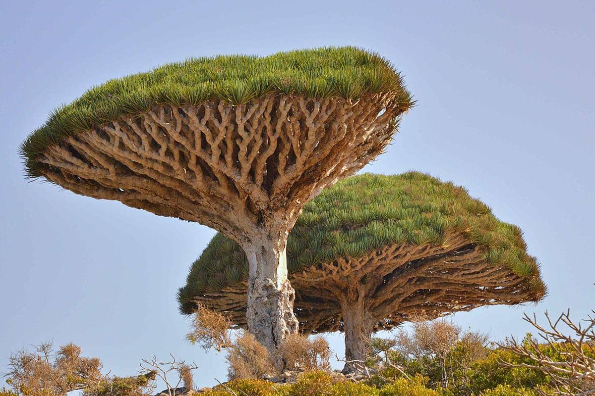 Dracaena cinnabari