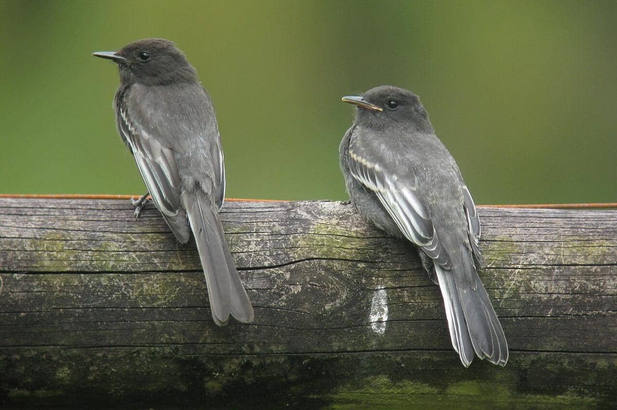 Black Phoebe