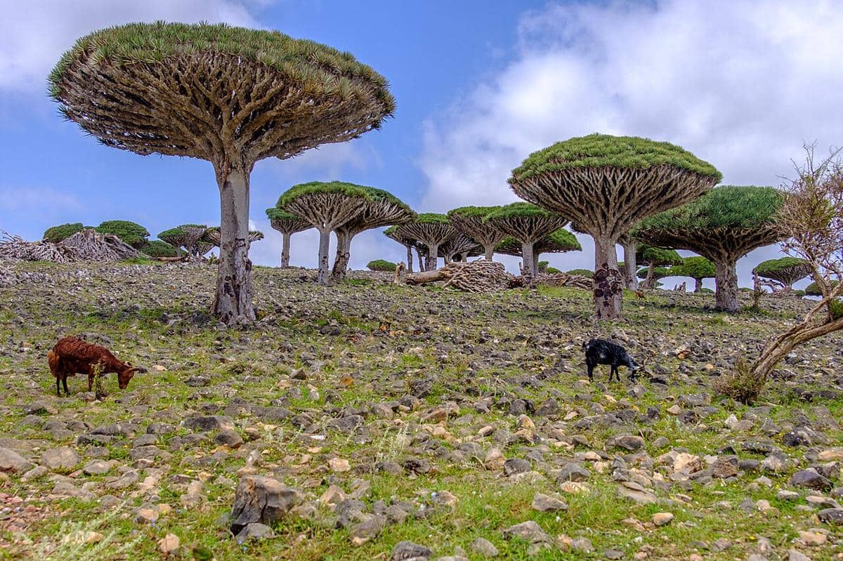 Dracaena cinnabari