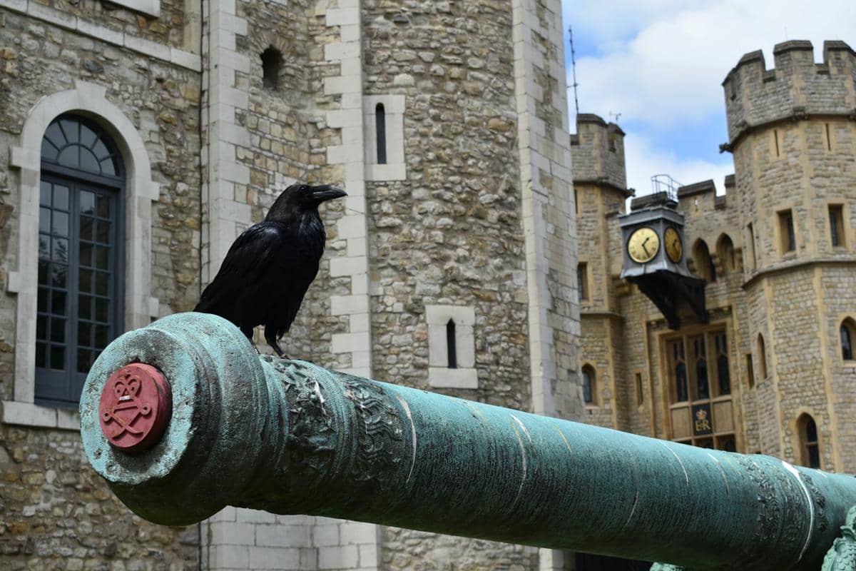 Salah satu burung gagak yang bertengger di atas meriam antik di Menara London.