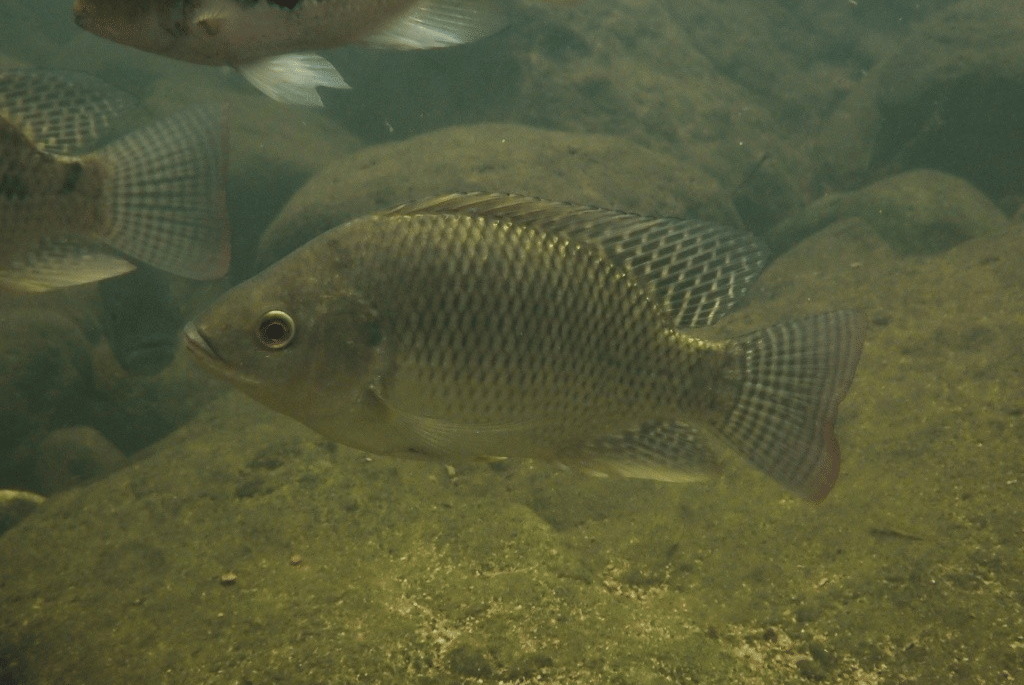 ikan nila
