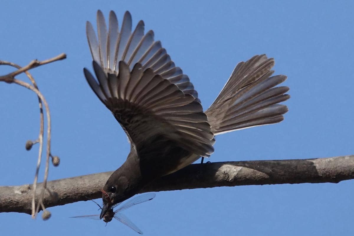 Black Phoebe