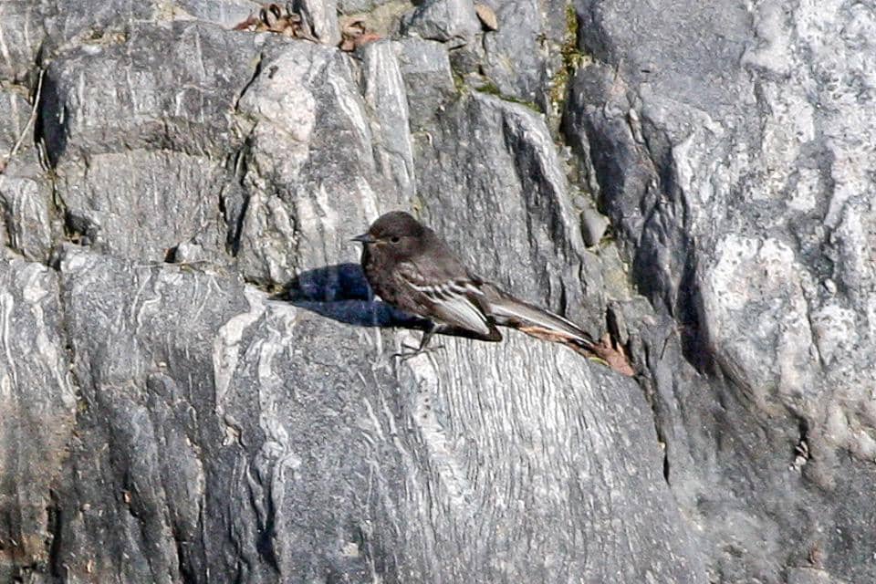 Black Phoebe