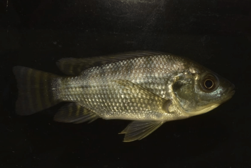 Apakah Ikan Nila Bisa Hidup di Laut? Begini Fakta Ilmiahnya