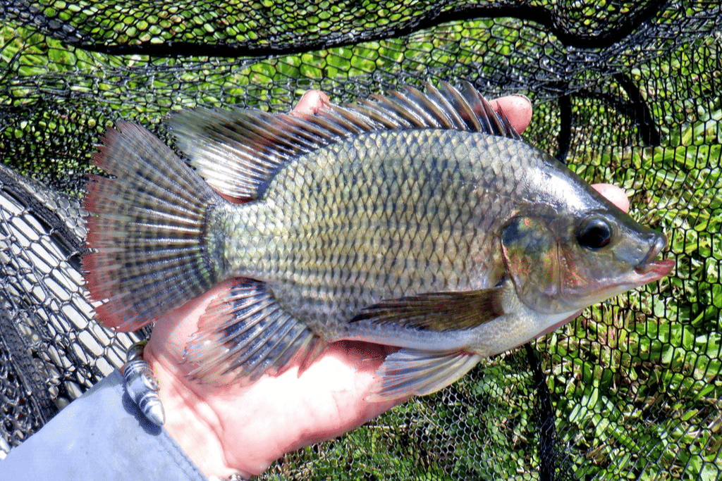 ikan nila