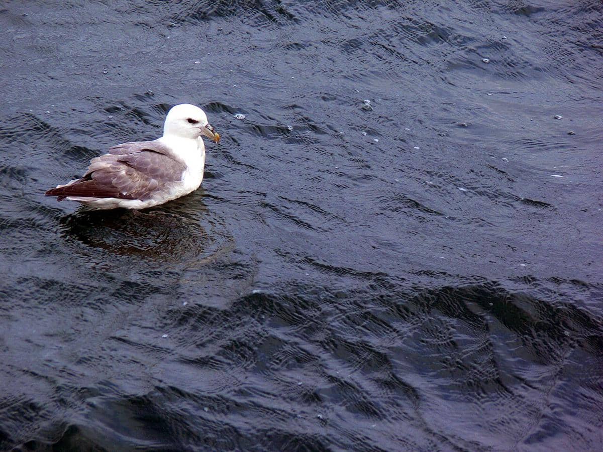 Fulmar utara
