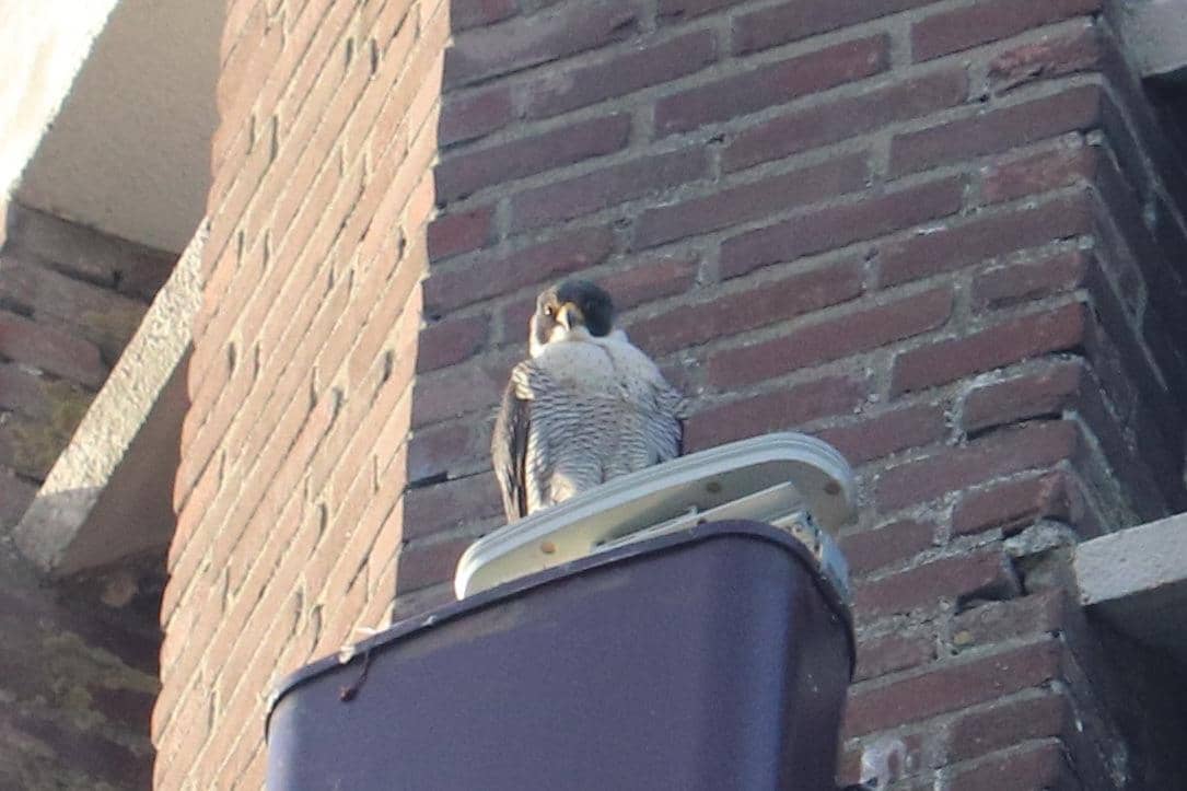 5 Burung yang Bersarang di Tebing Curam, Tempat Pasangan Kawin