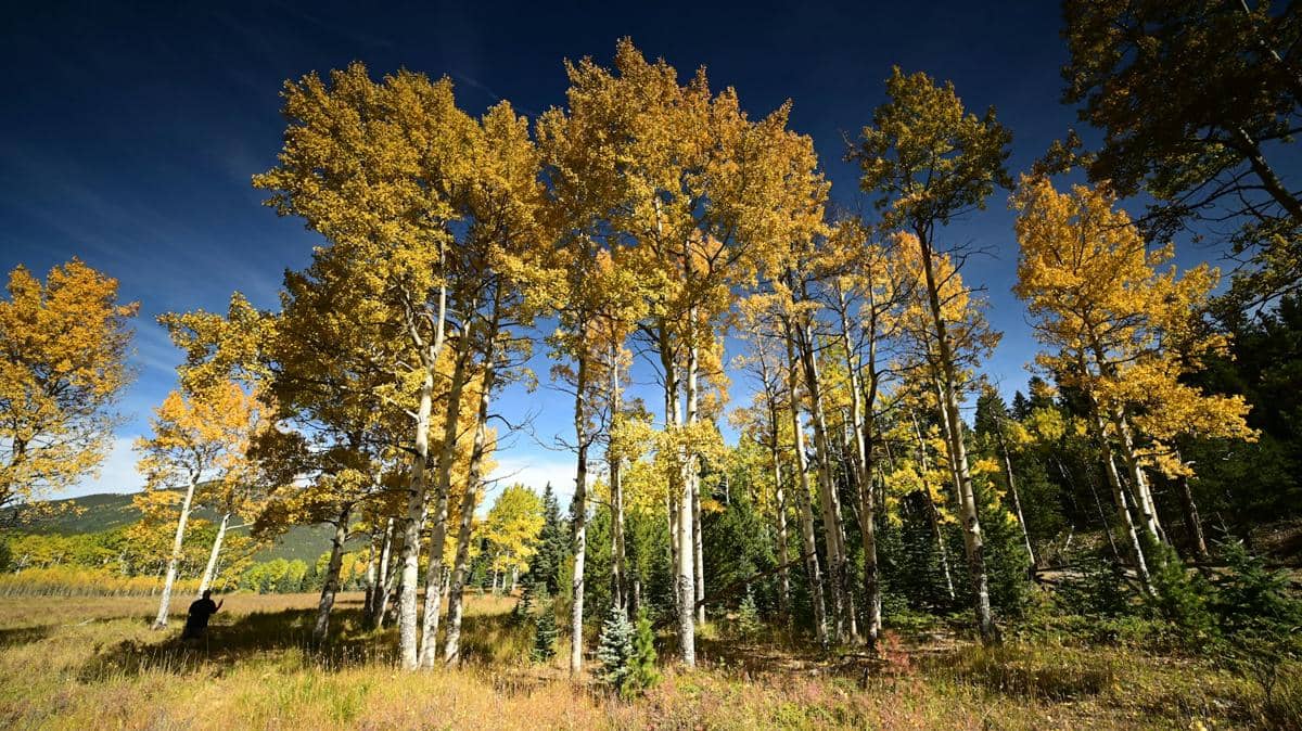 Hutan Pando Utah