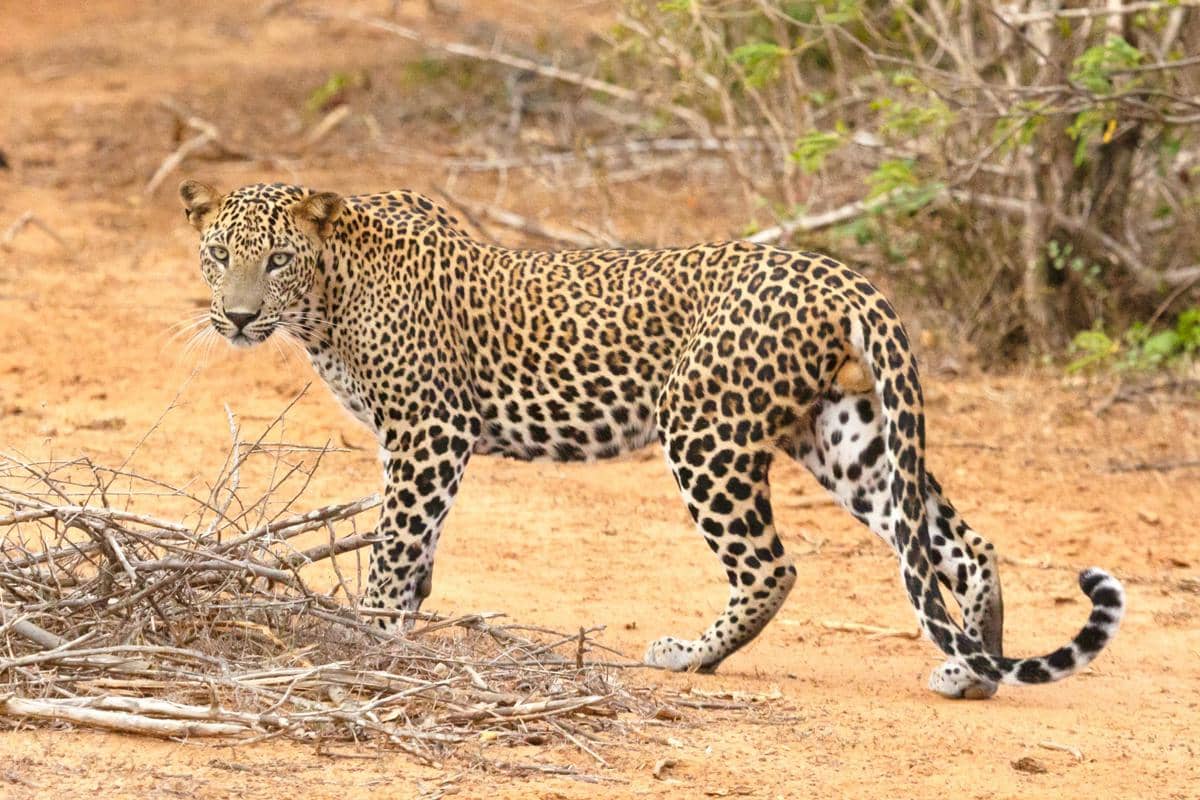 ilustrasi macan tutul (unsplash.com/Geoff Brooks)