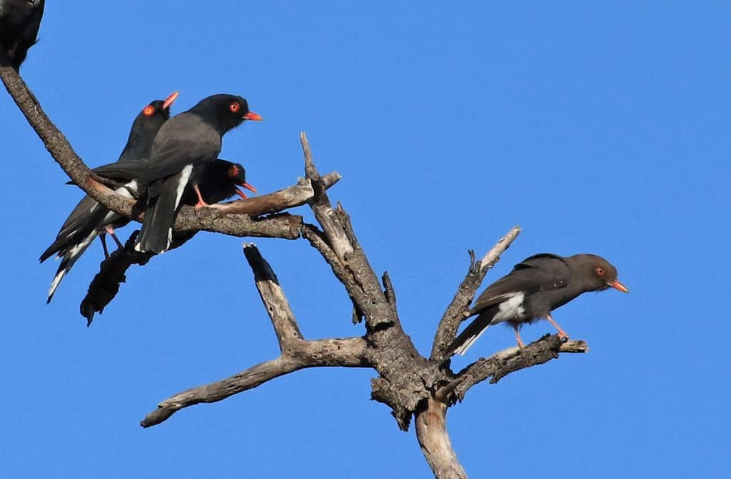 Burung Prionops retzii