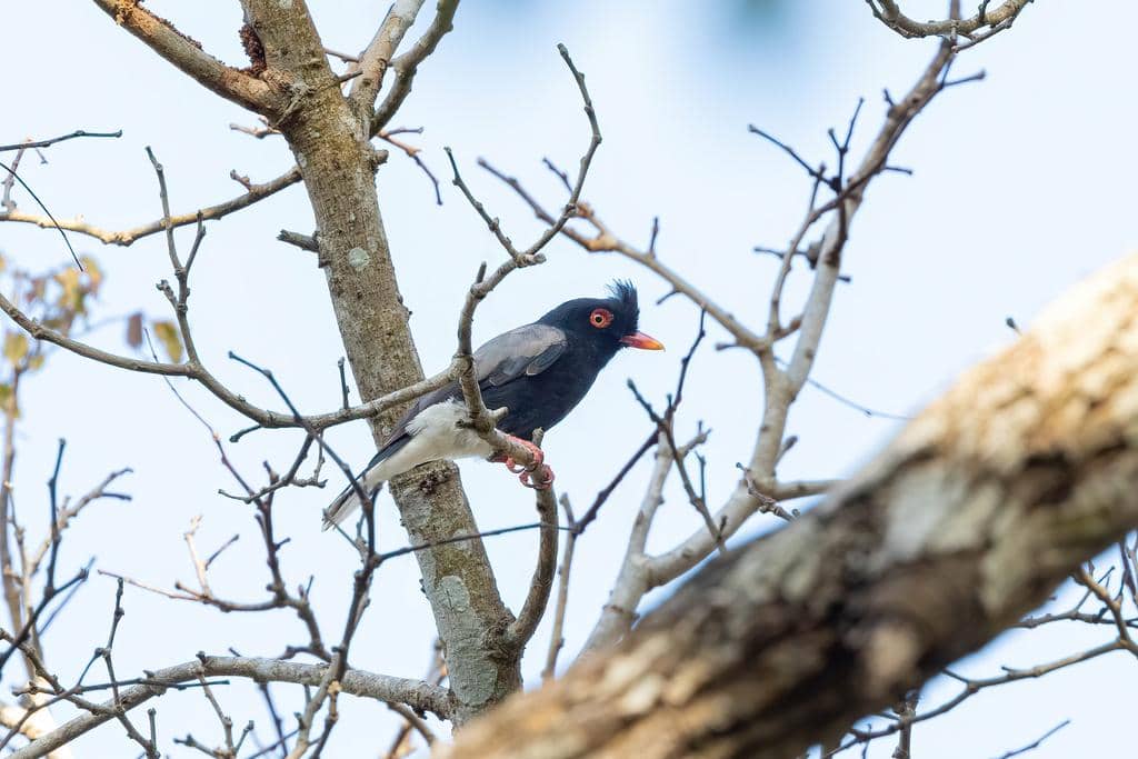 Burung Prionops retzii