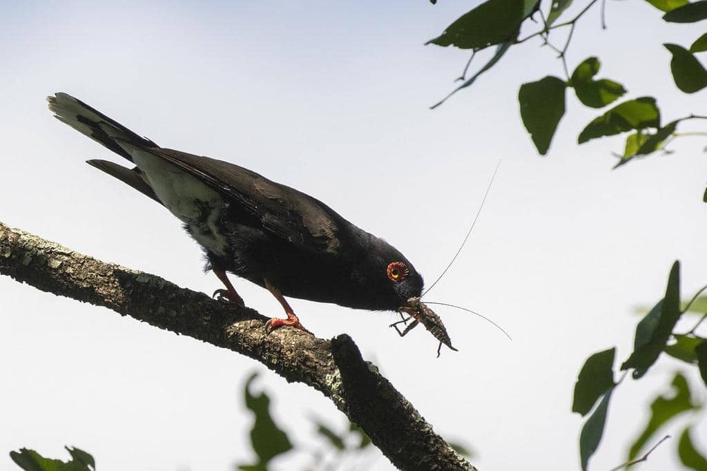 Burung Prionops retzii