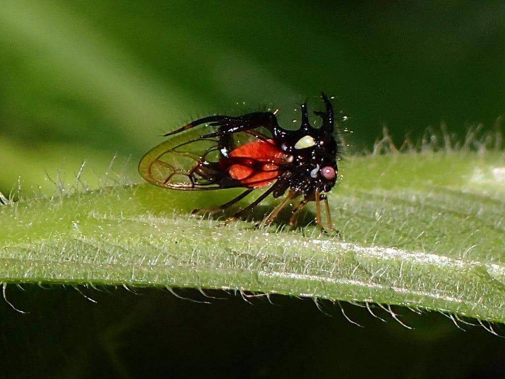 Serangga Cyphonia trifida