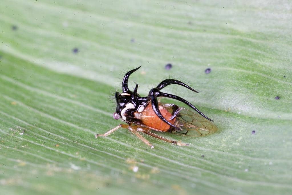 Serangga Cyphonia trifida